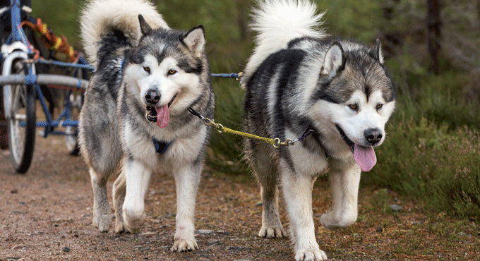 Vacances adaptees handicap à l'étranger